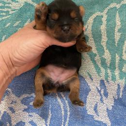 Maltese and Yorkshire Terrier Puppies from tatortot pup