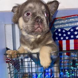 Bear - Blue fawn male French Bulldog puppy in Miami, Oklahoma from Destiny Jones