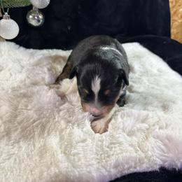 Black 2 - Black tri-color male Australian Shepherd puppy in Loganville, Georgia from Howell Aussies