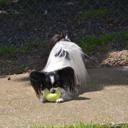 Papillon Puppies from Belladonna Papillons