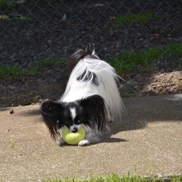 Papillon Puppies from Belladonna Papillons