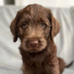 Aussiedoodles, Goldendoodles, and Labradoodles from Adirondack Labradoodles