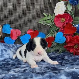 Purple collar - Piebald male Dachshund puppy in Poteau, Oklahoma from Sisters Dazzling Dachshunds