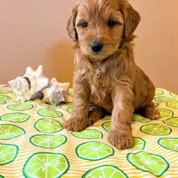 Aussiedoodle, Bernedoodle, and Poodle Puppies from Sis' Doodles & Poodles