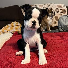 Sonny - Black brindle and white male Boston Terrier puppy in Mountain Home, Arkansas from B and T Lewis Farms