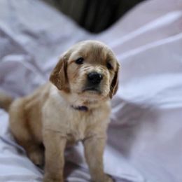 Bernedoodle and Golden Retriever Puppies from Golden Light Puppies
