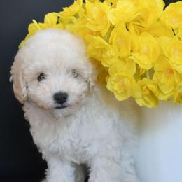 Ivory (AKC) - White female Poodle puppy in Rainbow City, Alabama from Misioh Poodles