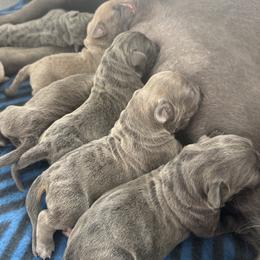 Cane Corso puppies from Liberty Corsos