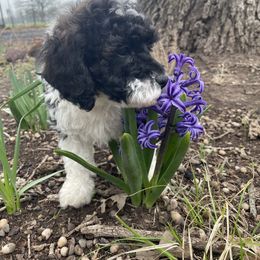 Poodle Puppies from Bright Morning Star Pups