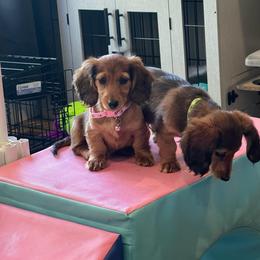 Black - Red female Dachshund puppy in Federal Way, Washington from TopTeckel Kennels