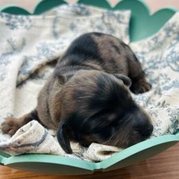 Frederick.AKC.PRA-clear.4800 - Dapple male Dachshund puppy in Dover, Oklahoma from Freckles and Furballs