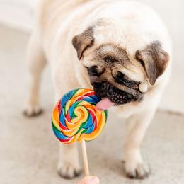 TWIGS - Pug