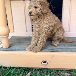 Milo - Apricot male Goldendoodle puppy in Cocoa, Florida from The Beach Doodles