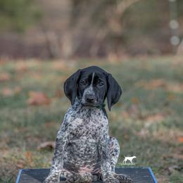 German Shorthaired Pointer and Vizsla Puppies from Nosam Kennels