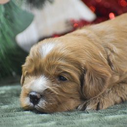 Matt - Red male Cavapoo puppy in Honey Brook, Pennsylvania from Stoltzfus Family Puppies (license number 18844)