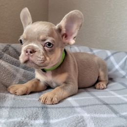 Charlie - Tricolors male French Bulldog puppy in Colorado Springs, Colorado from Sun Mountain Frenchies