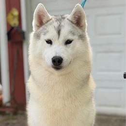 Snow - Siberian Husky