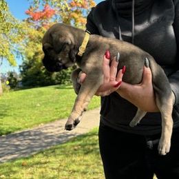 Cane Corso Puppies from PNW Cane Corsos