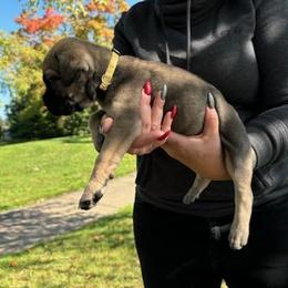 Cane Corso Puppies from PNW Cane Corsos