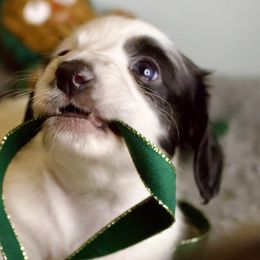 Ophelia - Piebald female Dachshund puppy in North Reading, Massachusetts from The Well Tempered Dachshund