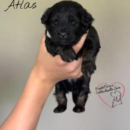Atlas - Tri-color male Bernedoodle puppy in Vernon Center, Minnesota from BrookeMarie’s Goldendoodle Love