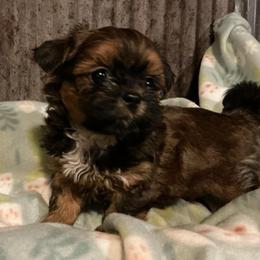 Copper - Red male Shih Tzu puppy in Pleasant Shade, Tennessee from Kuntry Tyme Shih Tzu