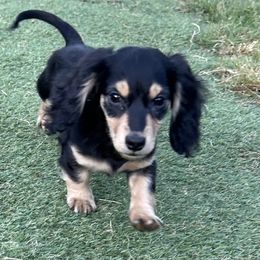 Vienna's Black and Cream -- Boy - Black and cream male Dachshund puppy in Kalama, Washington from Dazzling Doxies