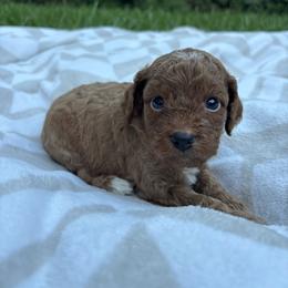 Enzo - Chocolate male Cavapoo puppy in Gap, Pennsylvania from Luxe Cavapoo LLC