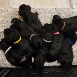 Male 1 - Black male Scottish Terrier puppy in Conroe, Texas from Scotch McLaren Terriers