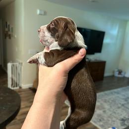 Cali - Piebald female Dachshund puppy in Bruceton, Tennessee from Dachshund Dreams (miniature)