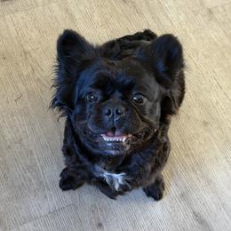 MJ - French Bulldog