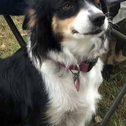 Josie - Miniature American Shepherd