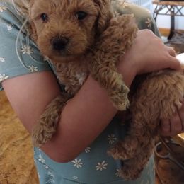 Poodle Puppies from Grace Colt Farms