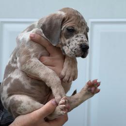 Blue Fawnequin 1 (fawn harlequin) - Harlequin female Great Dane puppy in Kimball, Michigan from Starlight Danes