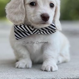 Dachshund Puppies from RRD