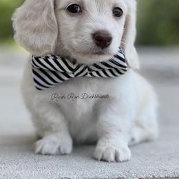 Dachshund Puppies from RRD