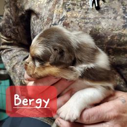 Bergy - Red merle male Australian Shepherd puppy in Cottage Grove, Oregon from Farmstead Aussies