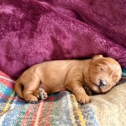 Loki - Red male Cavapoo puppy in Kalamazoo, Michigan from Sleeping Bear Kennels
