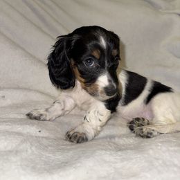 Tilly - Dachshund