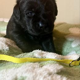 Yellow Girl - Black female Labrador Retriever puppy in North Pole, Alaska from Mulberry Retrievers