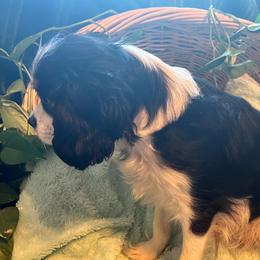 ROXIE - Cavalier King Charles Spaniel