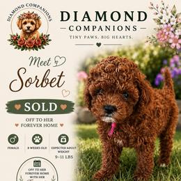 Sorbet - Red female Cavapoo puppy in South Jordan, Utah from Diamond Companions