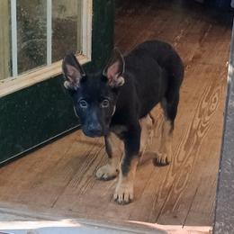 Red - Black and tan male German Shepherd puppy in Dawsonville, Georgia from Vom Aussenseiter