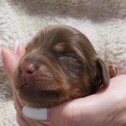 Rose - Chocolate and tan female Dachshund puppy in Hialeah, Florida from Slinky Doxie 305