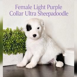 Light purple collar - Black and white female Sheepadoodle puppy in Mesa, Arizona from Desert Sheepies and Doodles