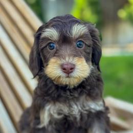 Jersey (New Jersey) - Phantom female Goldendoodle puppy in Twin Falls, Idaho from Magic Valley Family Doodles