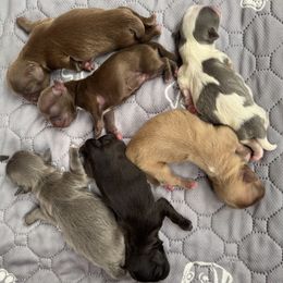 Shih Tzu puppies from Ju Shih Tzu