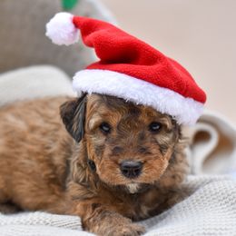 Bordoodle puppies from Oregon Bordoodles