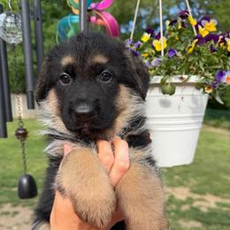 Dakari - Black and red female German Shepherd puppy in Harvard, Illinois from Aus Dem Meer German Shepherds