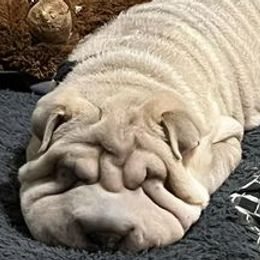 Chinese Shar-Pei from Wrinkle in time